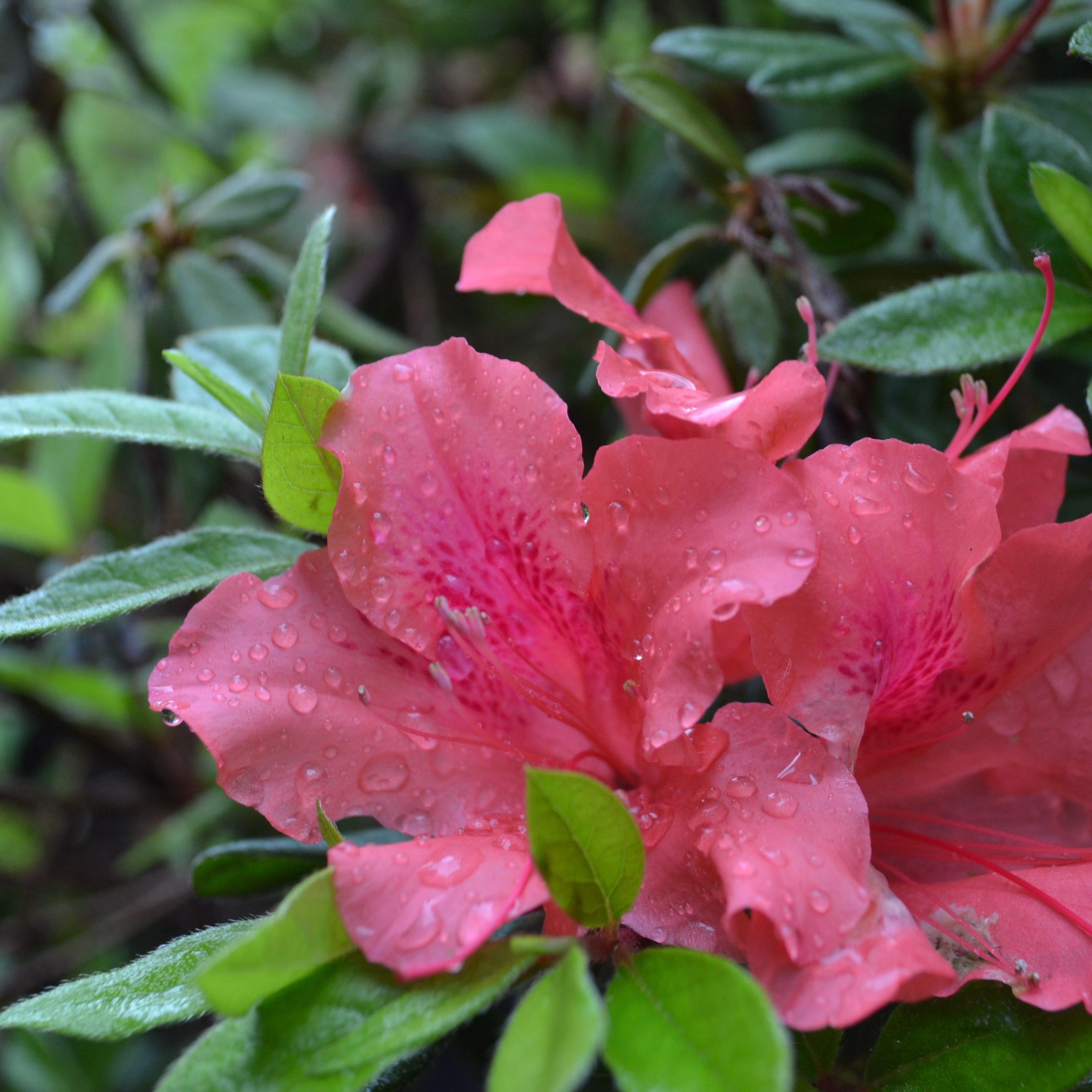 coral palm plant Encore® Autumn Coral Azalea – Panhandle Palm & Rock