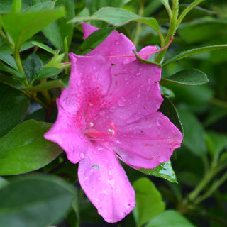 Formosa Lavender Azalea