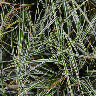 Evercolor Everest Carex