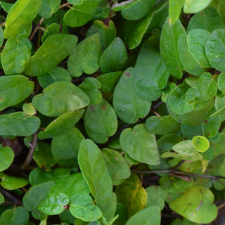 Creeping Fig
