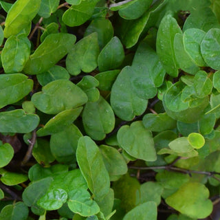 Creeping Fig
