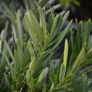 Podocarpus Pringles