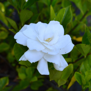 Aimee Gardenia