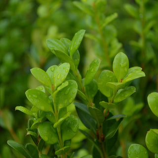 Japanese Boxwood