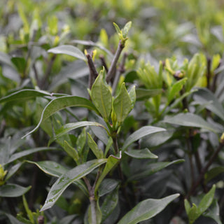 Gardenia Frostproof