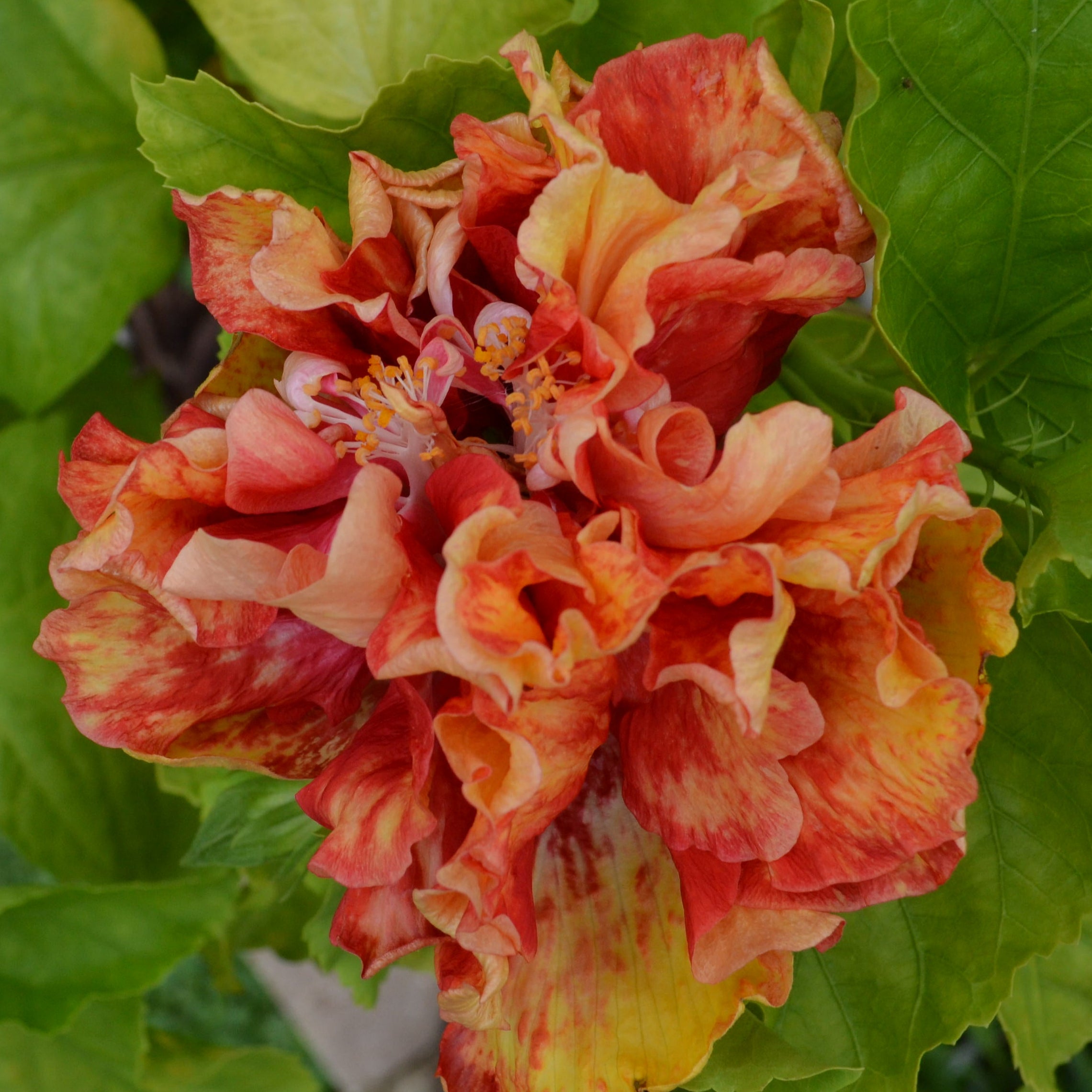 hanging hibiscus plant Cajun Hibiscus