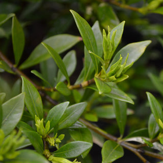 Gardenia Radicans