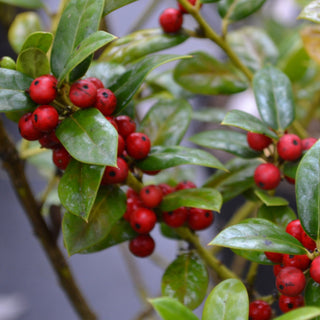 Dwarf Burford Holly