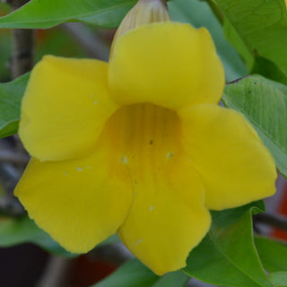 Allamanda
