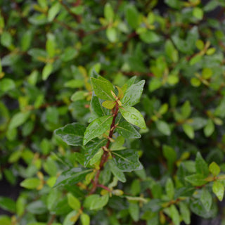 Walters Viburnum Mrs. Schillers Dwarf