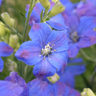 Blue Diamonds Delphinium