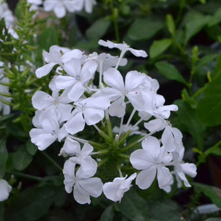 White Plumbago