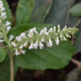Sweet Almond Bush