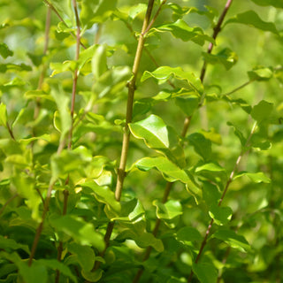 Sunshine Ligustrum