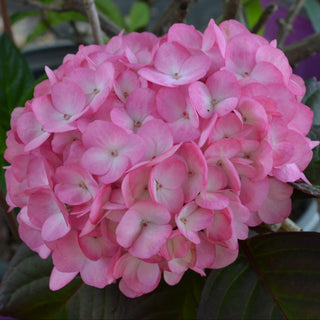 Midnight Rider Hydrangea