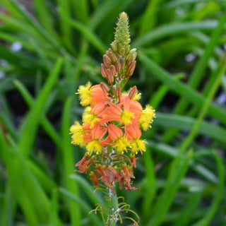 Orange Bulbine