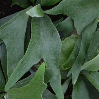 Staghorn Fern