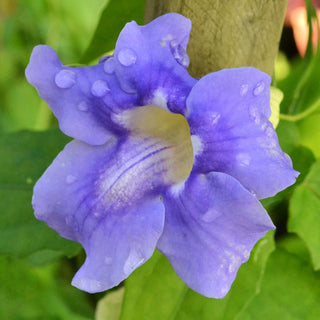 Blue Sky Thunbergia