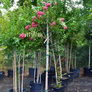 Miss Sandra Crape Myrtle