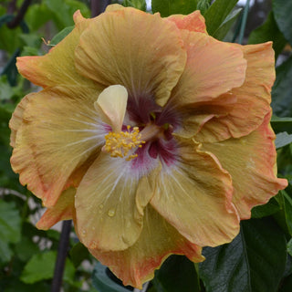 Cajun Hibiscus - Chartreuse Rose