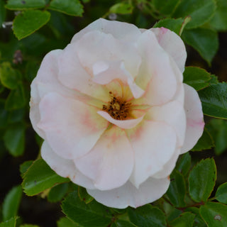 Popcorn Drift® Rose
