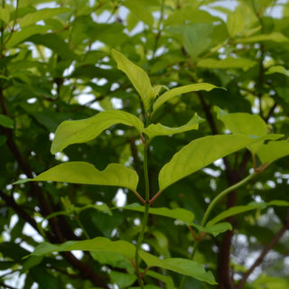 Button Bush