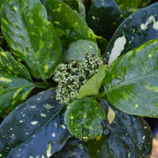 Dwarf Variegated Aucuba