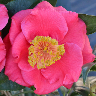 Gunsmoke Camellia Japonica