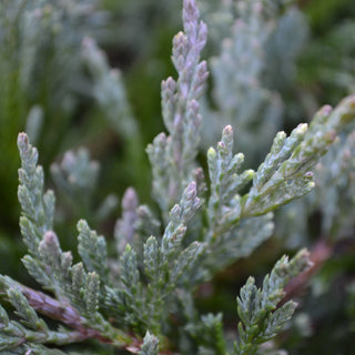 Blue Rug Juniper