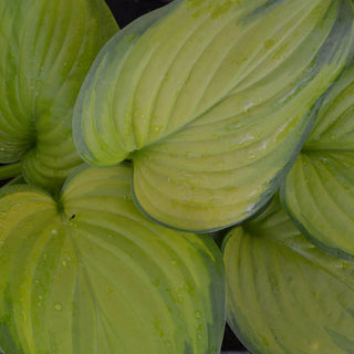 Guacamole Hosta
