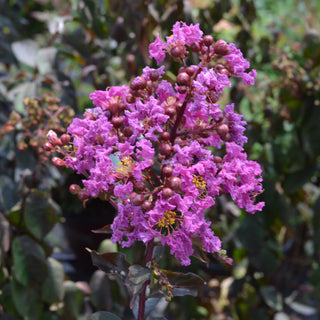 Black Diamond® Radiant Red Crape Myrtle
