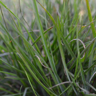 Hameln Grass