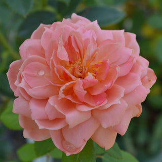 David Austin Rose
