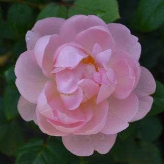 David Austin Rose