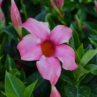 Mandevilla Pink Blush