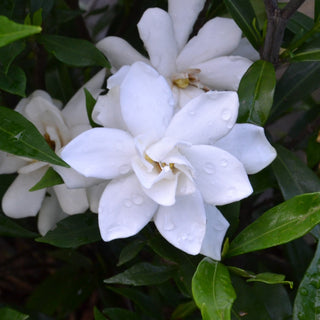 Gardenia Frostproof
