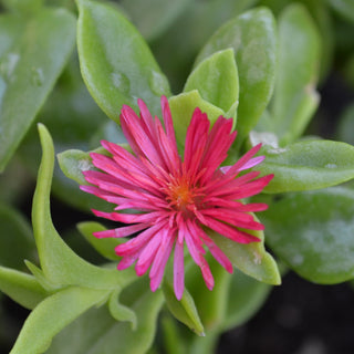 Baby Sun Rose