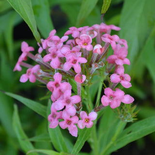 Panama Rose