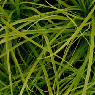 Evercolor Carex