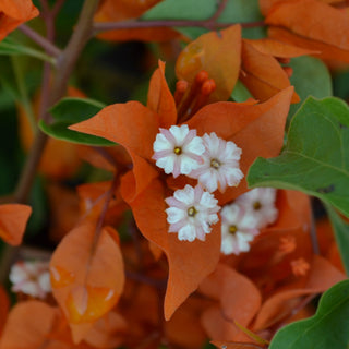 Bougainvillea Fire Opal Orange