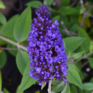 Buddleia 'Nanho Blue'