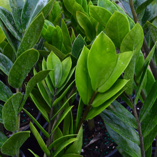 zz palm plant ZZ Plant