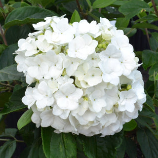Chinese Snowball Viburnum