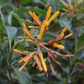 Dwarf Firebush
