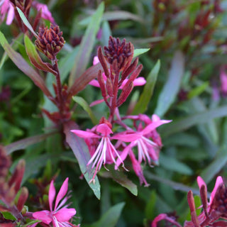 Gaura Belleza Dark Pink