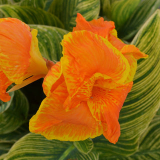 Canna Lily Tropicanna Gold