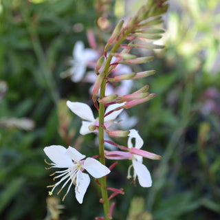 Gaura Whirling Butterflies
