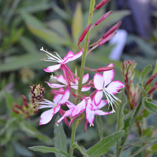 Gaura Rosy Jane