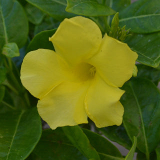 Yellow Mandevilla