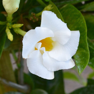 Mandevilla Bride's Cascade Trellis